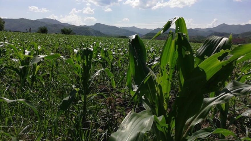 Châu chấu phá hoại hàng ngàn hecta lúa và hoa màu ở bắc Lào